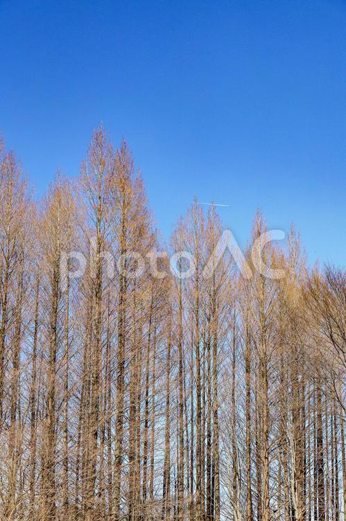 冬枯れのセコイアと青空 メタセコイア,木,晴れの写真素材