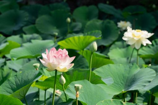 池に浮かぶピンクのハスの花 池に浮かぶピンクのハスの花の写真