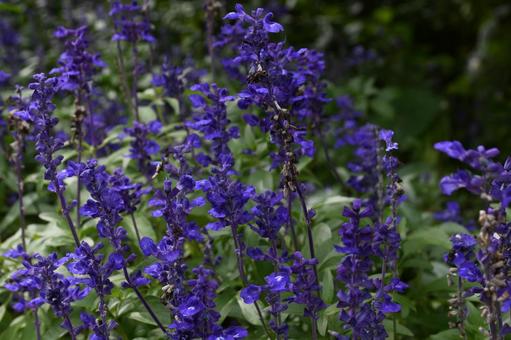 ブルーサルビアの写真