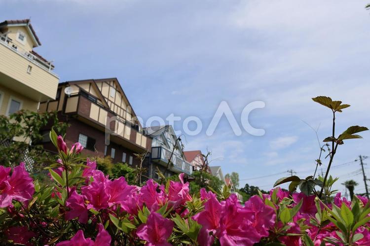 住宅街とつつじ つつじ,住宅街,歩道の写真素材
