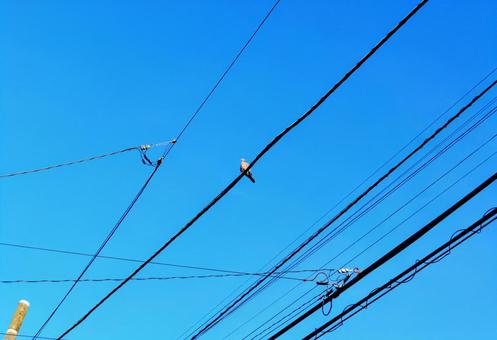 鳩に挨拶をして。 鳩に挨拶をして。 青空,夏空,空の写真素材