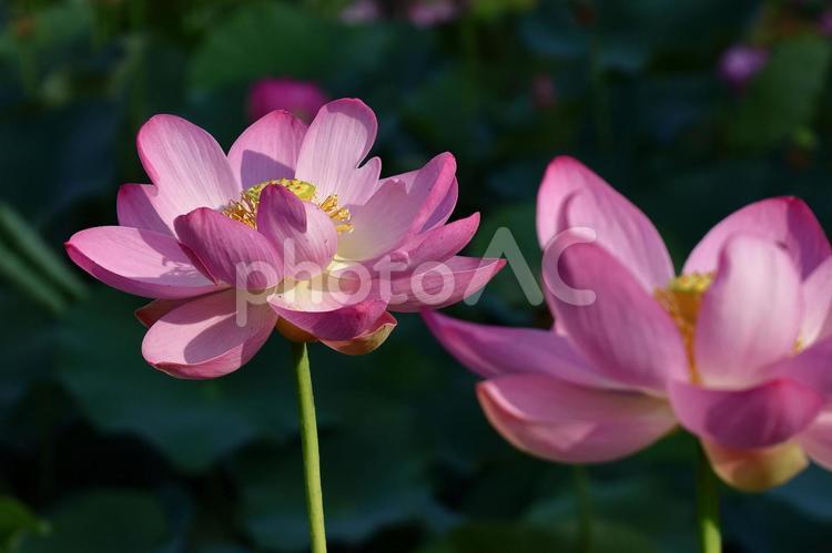 神聖な花 ハス,花,ハス科の植物の写真素材