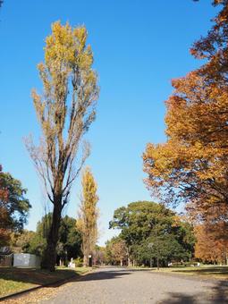 秋の水元公園・ポプラ並木道の紅葉・葛飾区の写真