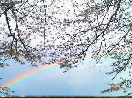 福島の春 花,桜,虹の写真素材