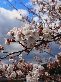 桜 桜の写真