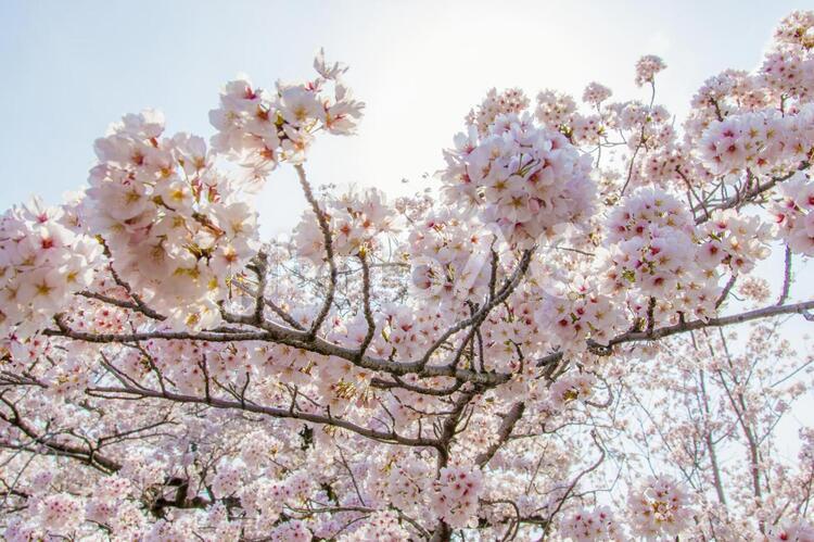 岐阜県大垣市の水門川付近の桜の花 4月,cherryblossoms,flowerの写真素材