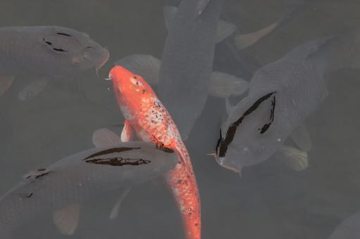 鯉 鯉 鯉,魚,泳ぐの写真素材