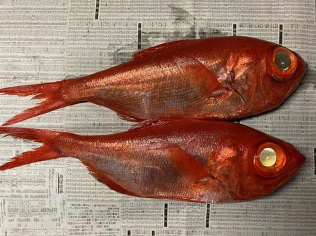 キンメダイ キンメダイ キンメダイ,赤い魚,魚の写真素材
