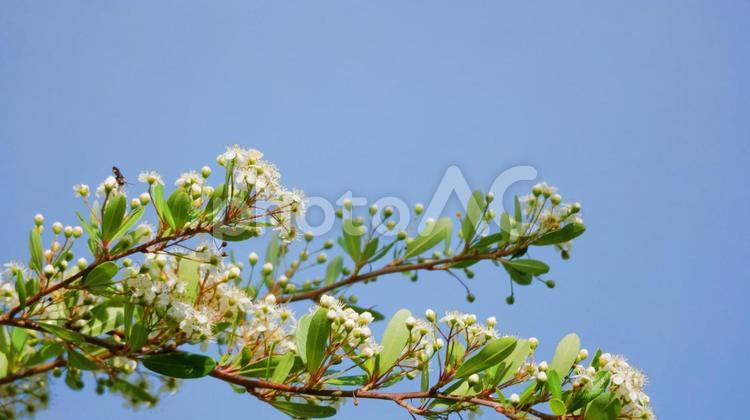 青空とトキワサンザンの爽やかな花の景色 トキワサンザシ,さんざし,白色の写真素材