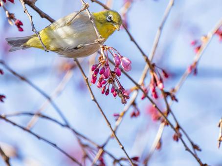 桜とメジロ・サクジロー 桜とメジロ・サクジローの写真