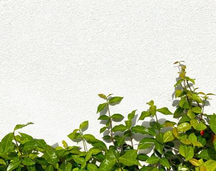 スタージャスミンの背景 スタージャスミンの背景 スタージャスミン,トウキョウチクトウ,テイカカズラの写真素材