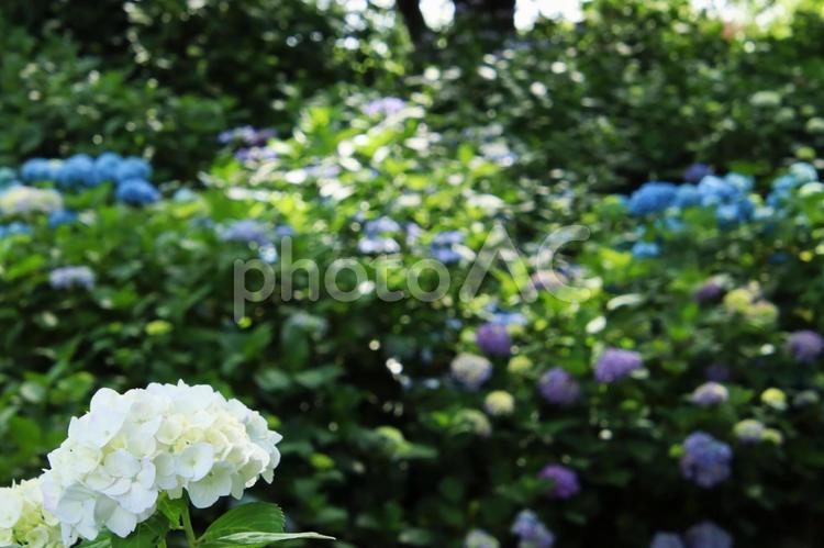 梅雨や紫陽花のイメージ あじさい,紫陽花,梅雨の写真素材