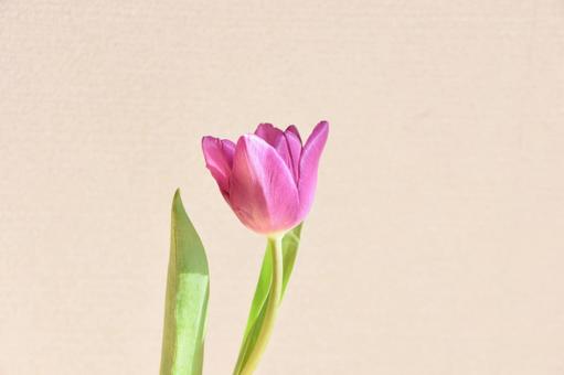 赤紫のチューリップ 赤紫のチューリップの写真