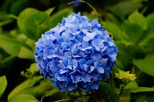 紫陽花 紫陽花 紫陽花,植物,6月の写真素材