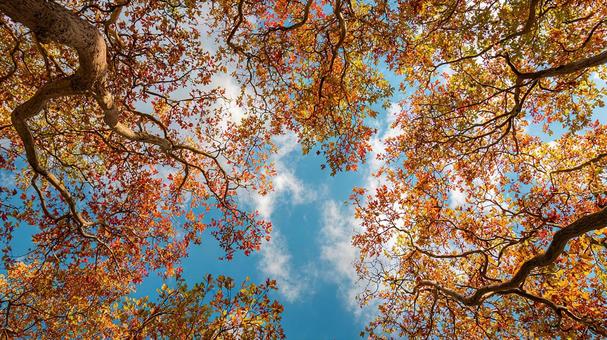 紅葉が美しい秋の空を見上げる 紅葉が美しい秋の空を見上げるの写真