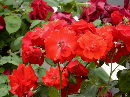 【薔薇の写真】バラの花 【薔薇の写真】バラの花の写真