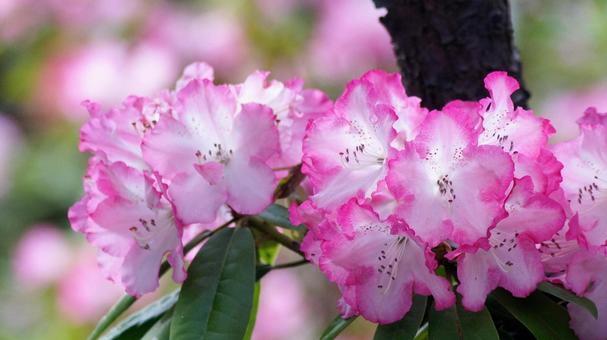 シャクナゲ-34 シャクナゲ-34 シャクナゲ,ピンク,白の写真素材