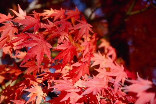 真っ赤な紅葉 真っ赤な紅葉の写真