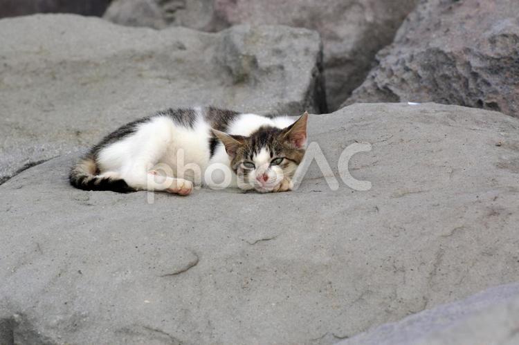 岩場で寝そべるキジ白仔猫② ネコ,ねこ,仔猫の写真素材