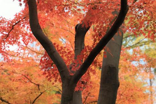 紅葉 紅葉の写真