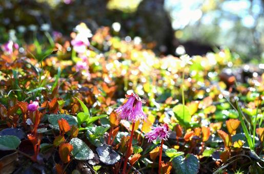 Photo, rain, after the rain, flower, 