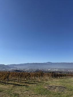 晩秋のワイン用ぶどう畑と塩尻市 空,ワイン用ぶどう,青空の写真素材