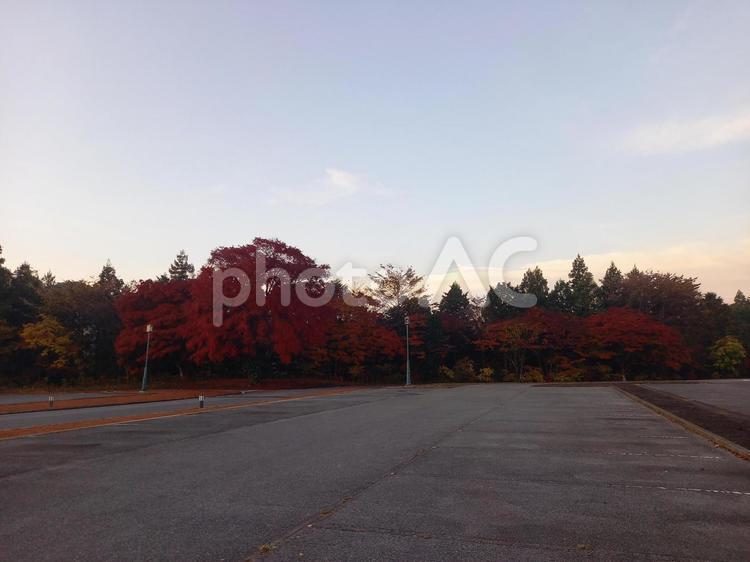 秋の夕暮れ　紅葉の紅葉 紅葉,モミジ,秋の空の写真素材