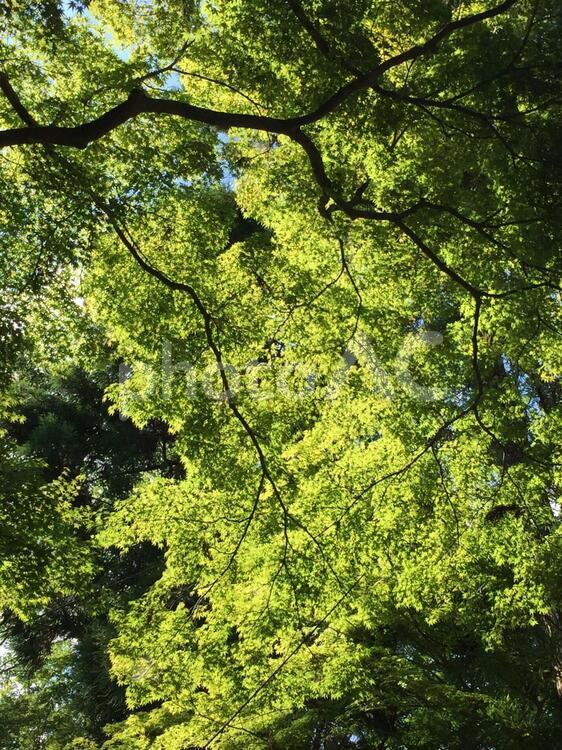 木漏れ日 葉,木,自然の写真素材