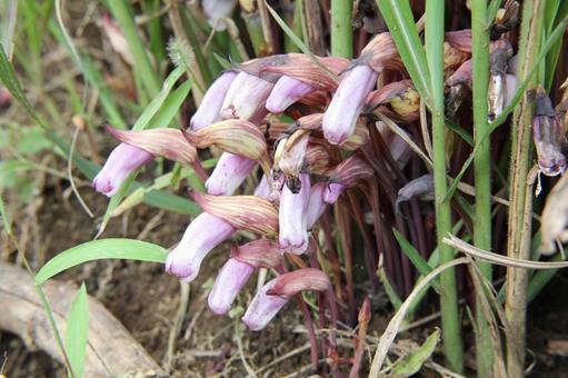 ナンバンギセル・南蛮煙管の咲く風景 ナンバンギセル,フラワー,ユニークの写真素材