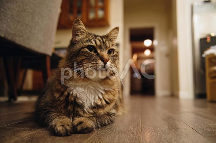 家の中の猫 猫,家,ペットの写真素材