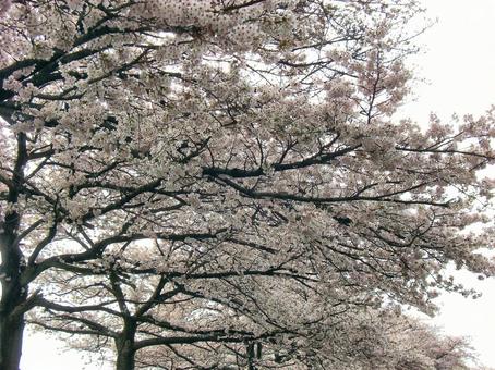 清水公園の桜-1 清水公園の桜-1の写真