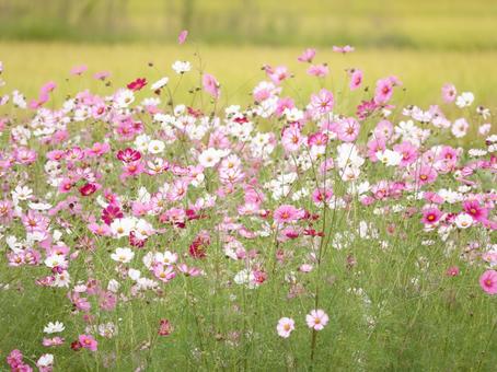 Photo, cosmos, autumn, flower, 