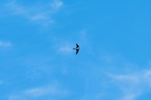 夏空を飛ぶツバメ3 夏空を飛ぶツバメ3 ツバメ,夏空,青空の写真素材