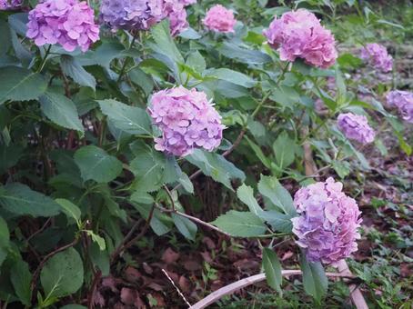 紫陽花 紫陽花の写真