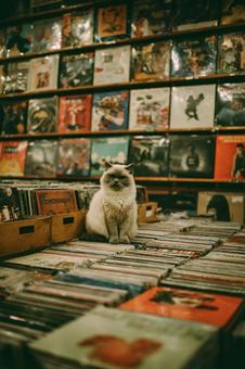 たくさんのレコードと猫 たくさんのレコードと猫の写真