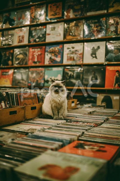 たくさんのレコードと猫 猫,店,レコードの写真素材