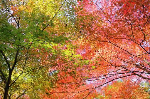 カラフルな紅葉 カラフルな紅葉 紅葉,秋,紅葉狩りの写真素材