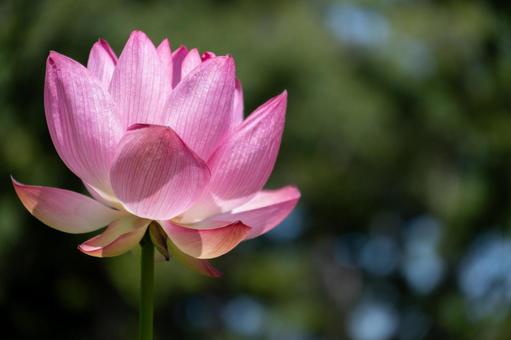 夏に咲くピンクの大賀ハス 蓮,ピンク,花の写真素材