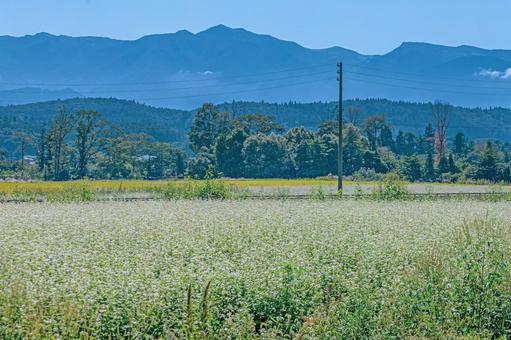 日本の里山に咲くそば畑の白い絨毯 日本の里山に咲くそば畑の白い絨毯 蕎麦,畑,花の写真素材