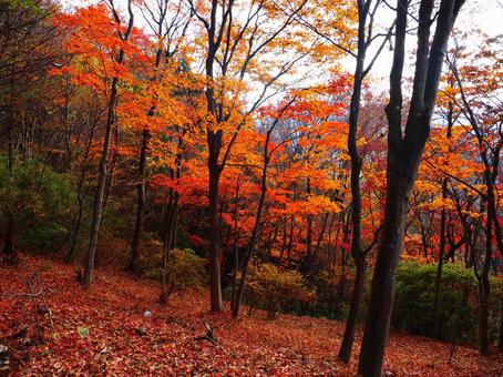 紅葉（嵩山） 紅葉,もみじ,秋の写真素材