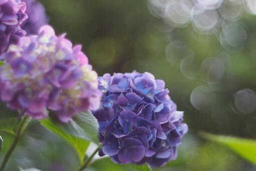 hydrangea, natural, plant, flower, JPG