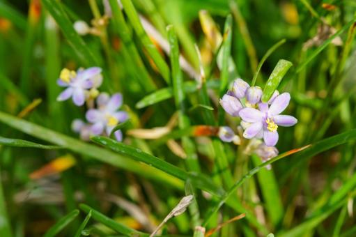 可憐なヒメヤブランの花 可憐なヒメヤブランの花の写真