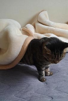 猫 猫,可愛い,寝起きの写真素材