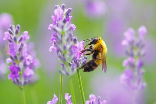 マルハナバチ ハチ,ラベンダー,マルハナバチの写真素材