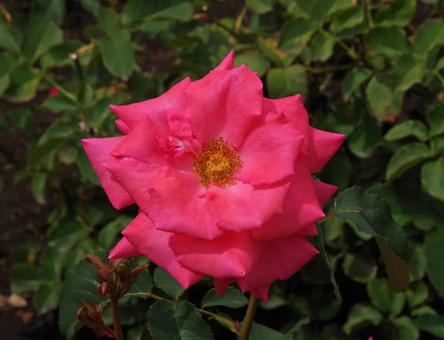バラ ホウジュン バラ ホウジュン バラ,ホウジュン,薔薇の写真素材