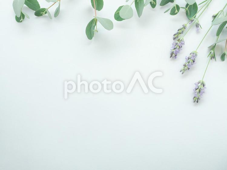 ナチュラルなイメージの植物のフレーム素材 ラベンダー,ユーカリ,ハーブの写真素材