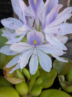 ホテイアオイ 花 水草 ホテイアオイ 花 水草の写真