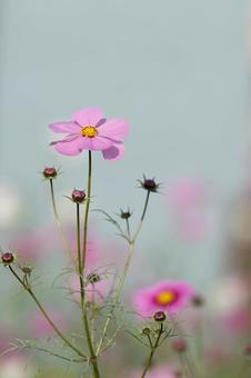 コスモスの写真