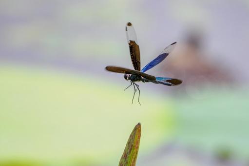 Butterfly Dragonfly ⒅, JPG Butterfly Dragonfly ⒅, JPG