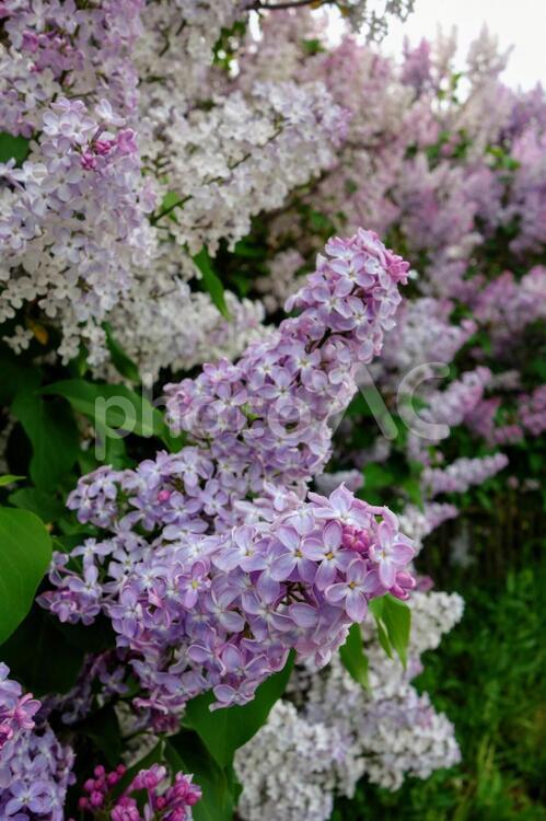 鮮やかなライラック 北欧,ライラック,開花の写真素材